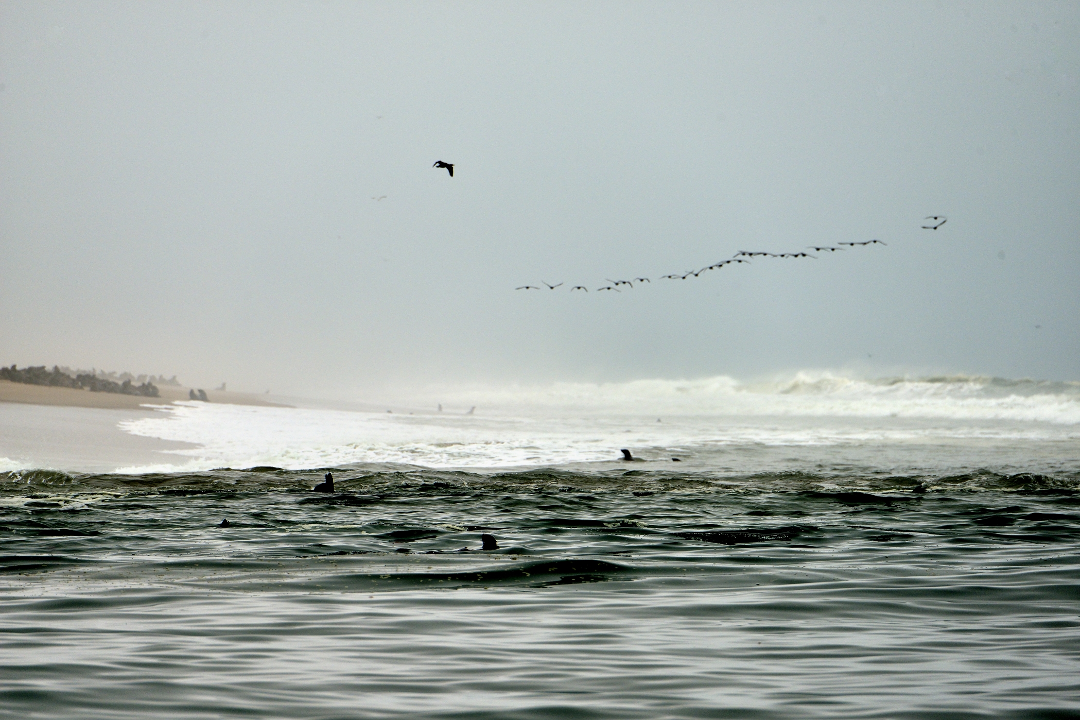 Skeleton Coast - Otarie del Capo e Cormorani