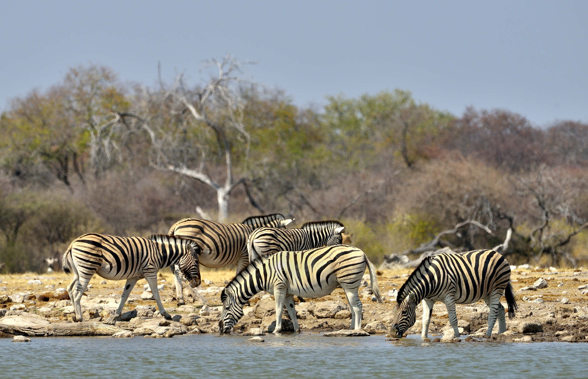 Etosha - Zebre