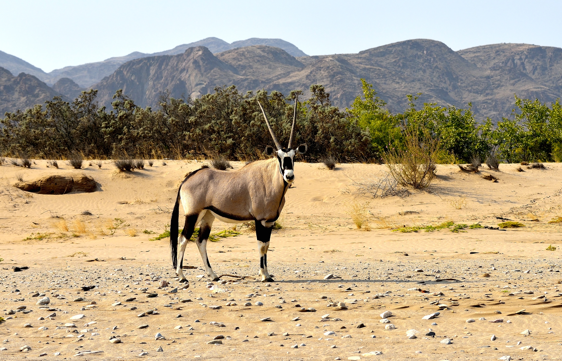 Deserto del Kaokoland - Orix