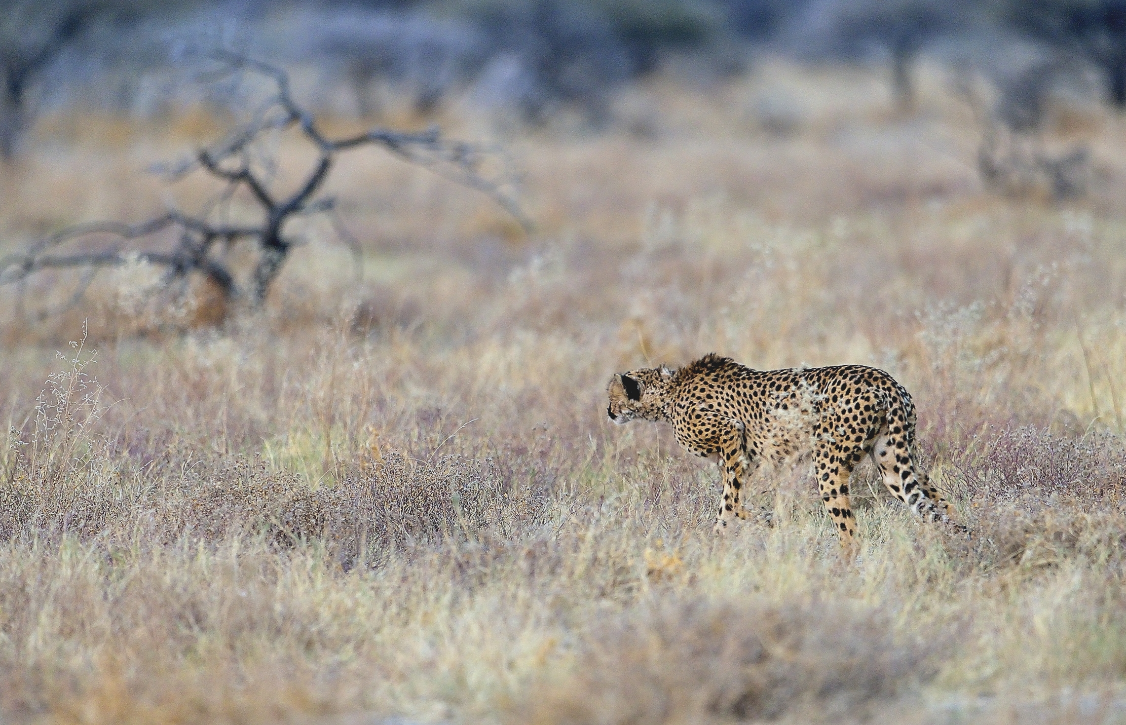 Etosha - Ghepardo, la punta....