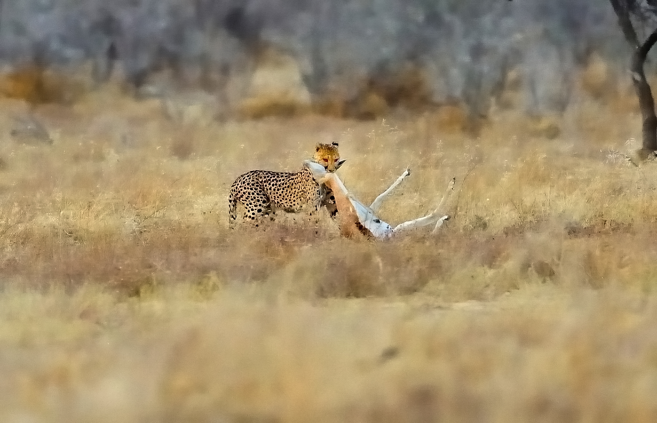 Etosha - ...Ghepardo e la preda