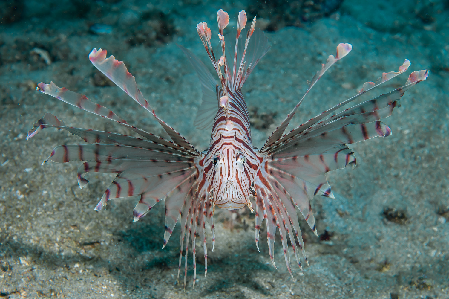 pterois volitans