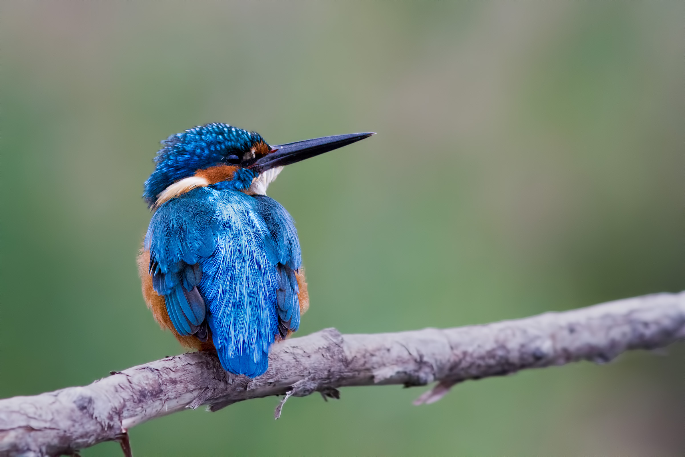 Kingfisher