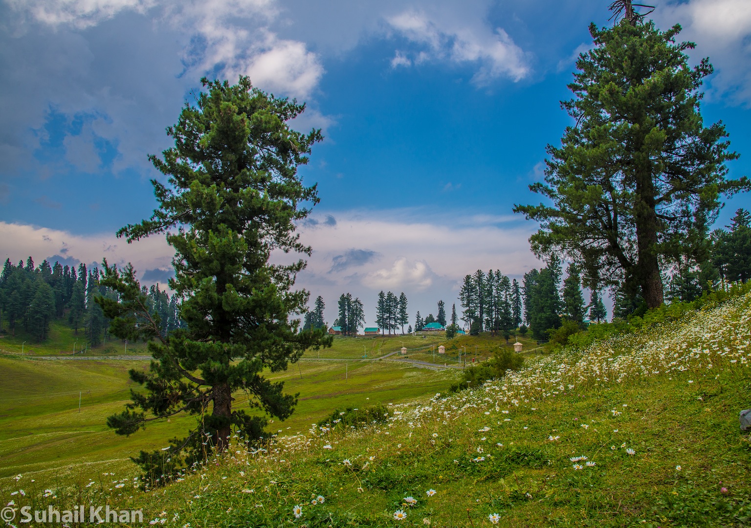 Fiori e bacche selvatiche, Kashmir, India.