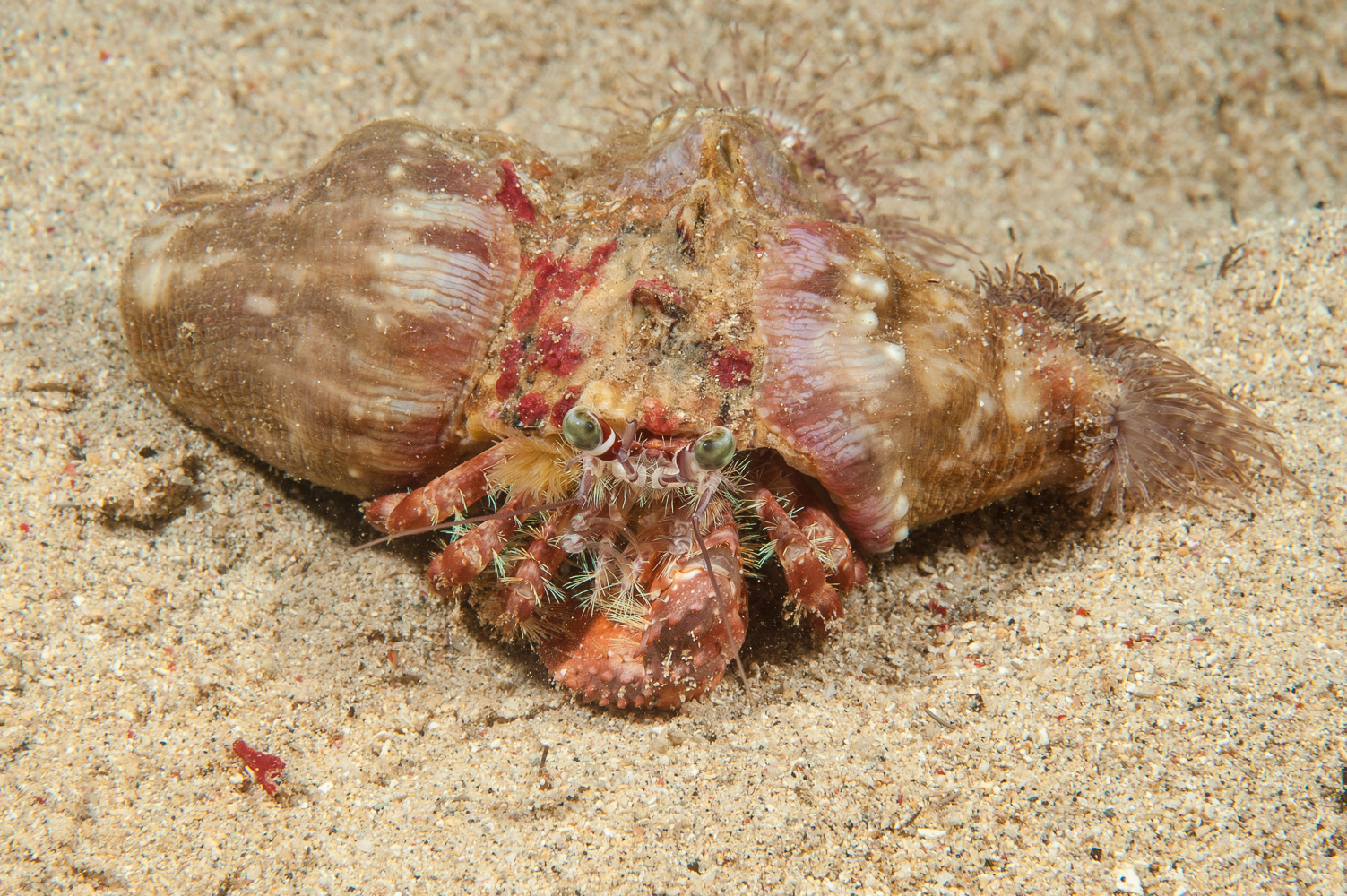 dardanus penduculatus