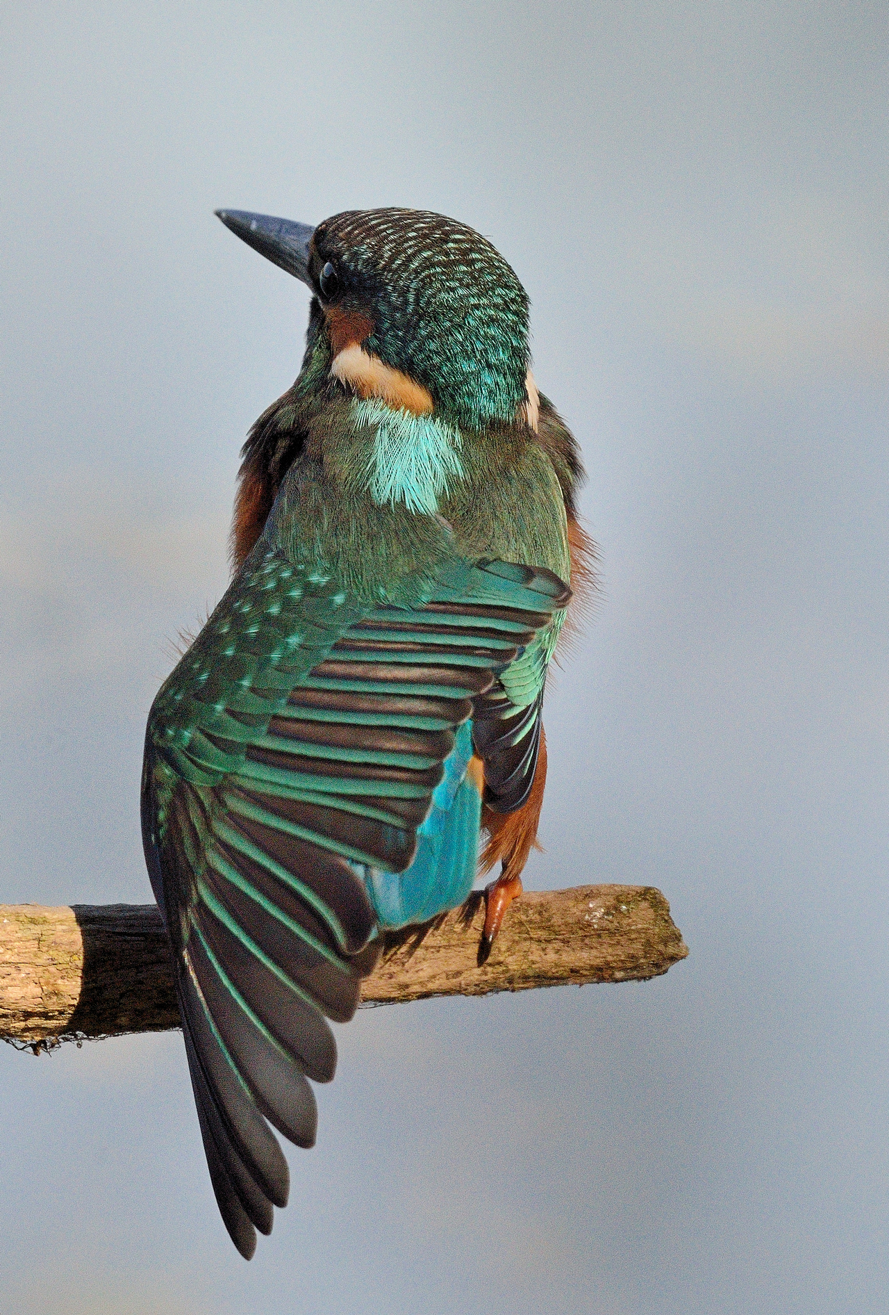 Una bella stiracchiata