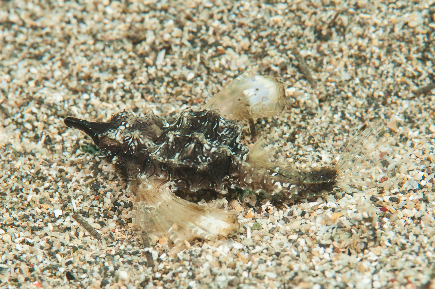 eurypegasus draconis