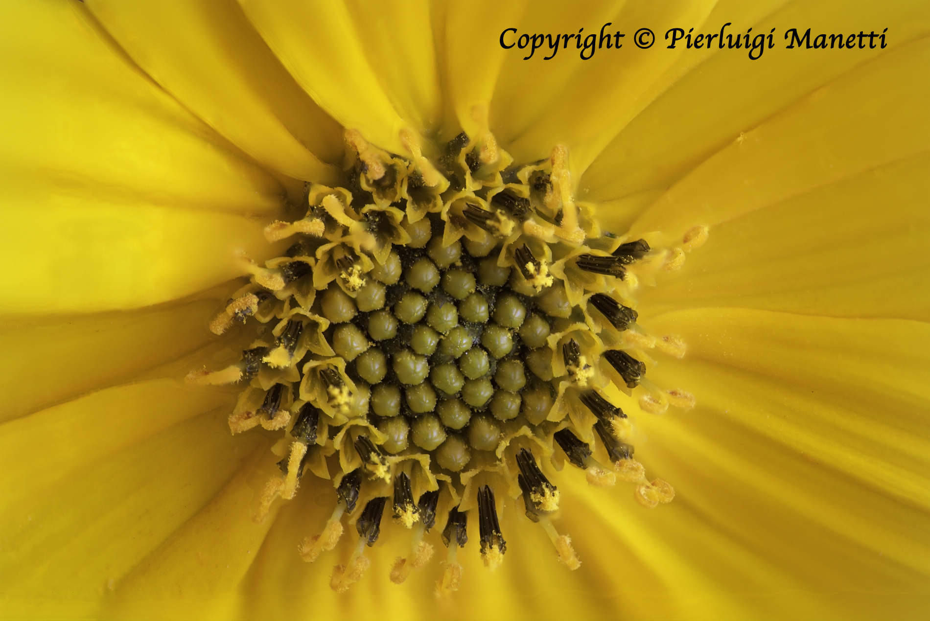 50 sfumature di... Giallo!