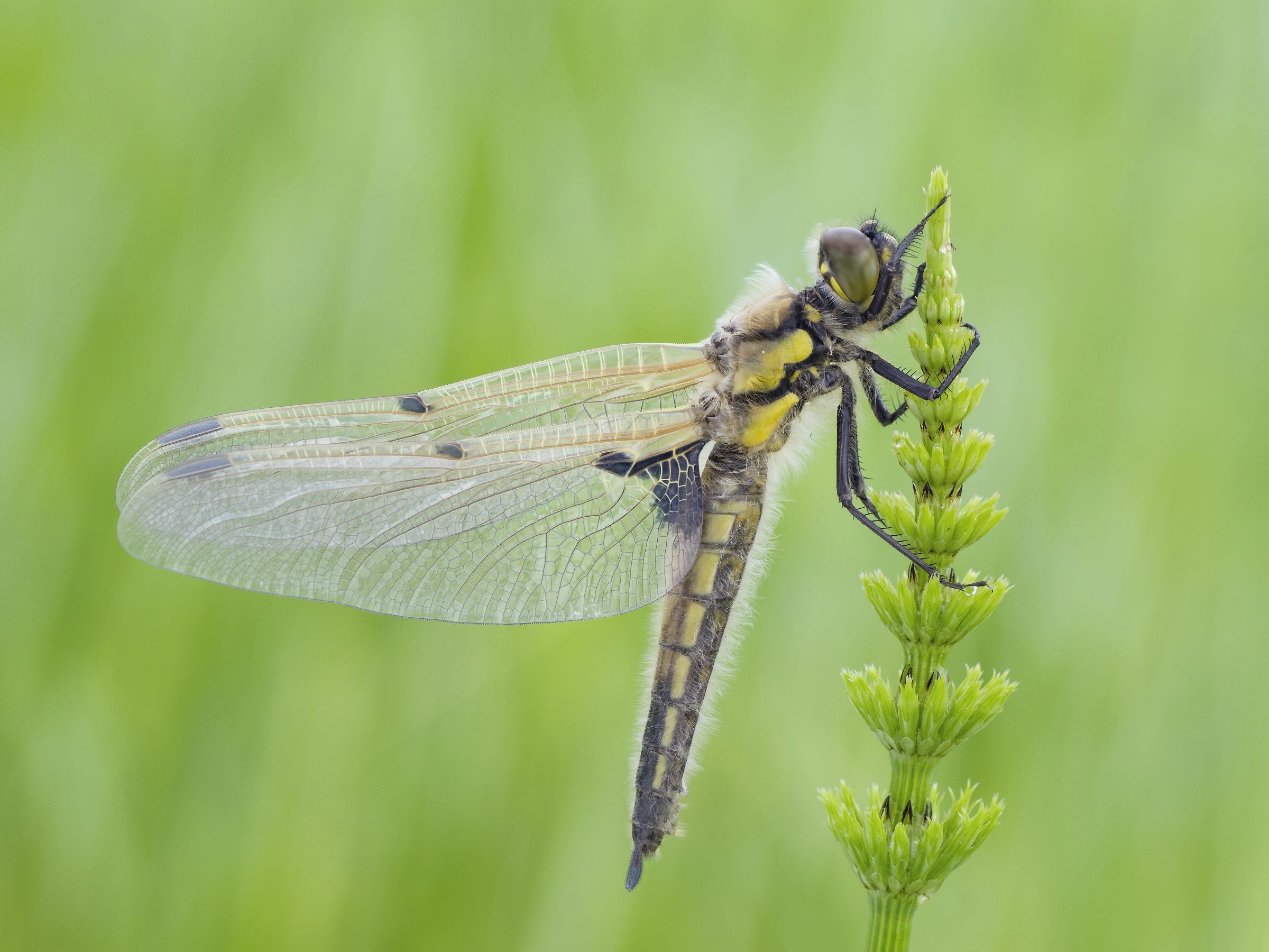 (Libellula quadrimaculata)