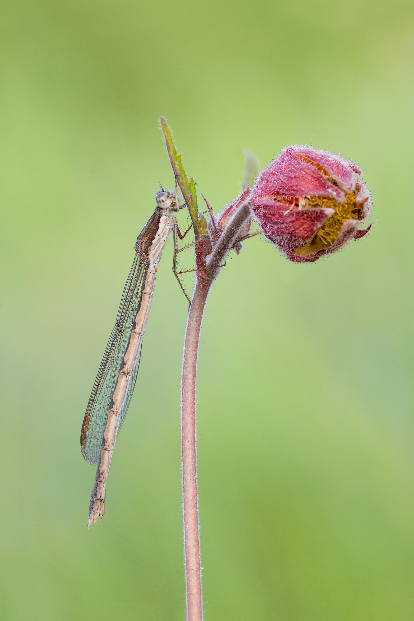 Straszka syberyjska - (Sympecma paedisca)