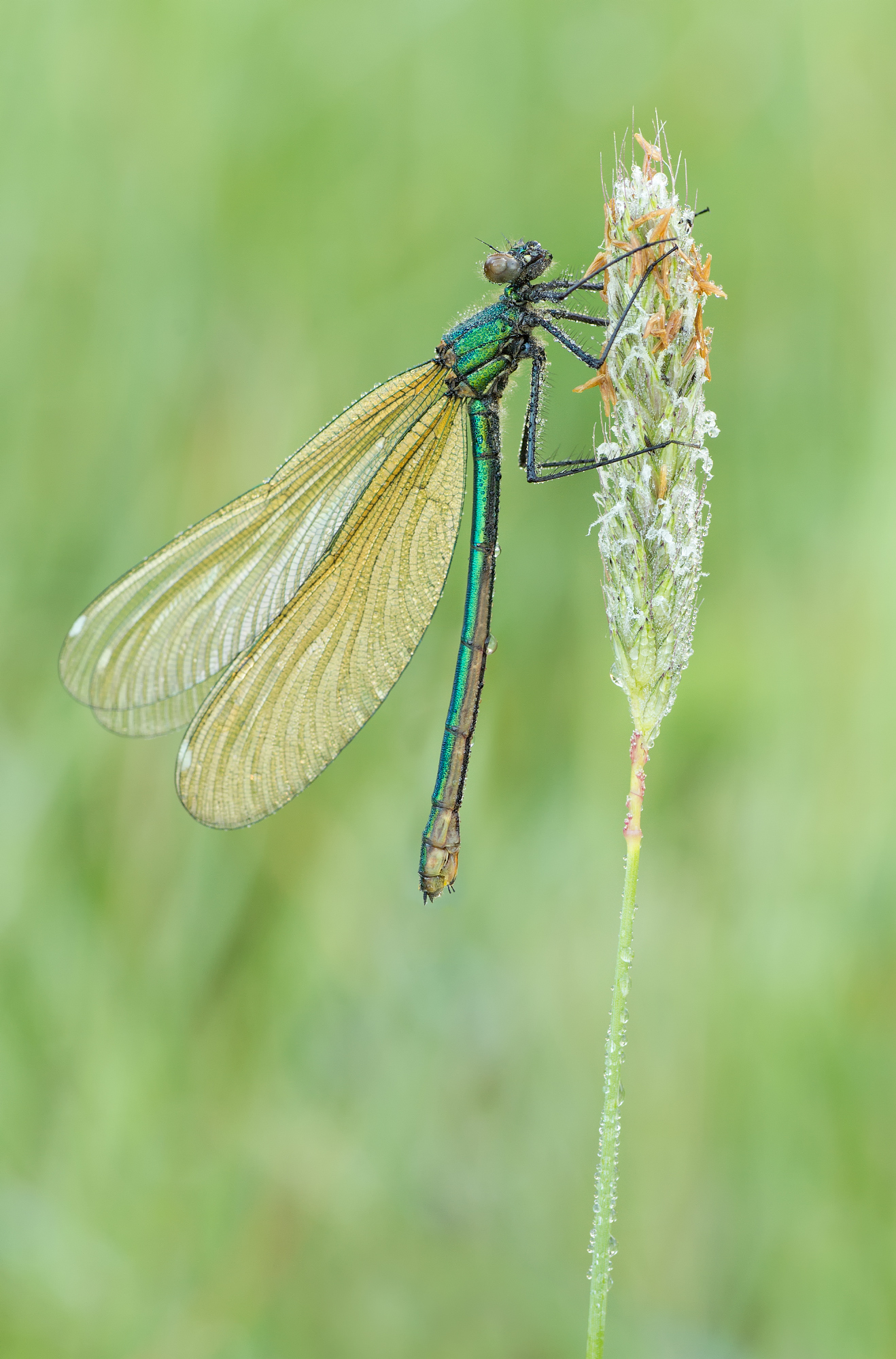 (Calopteryx splendens)