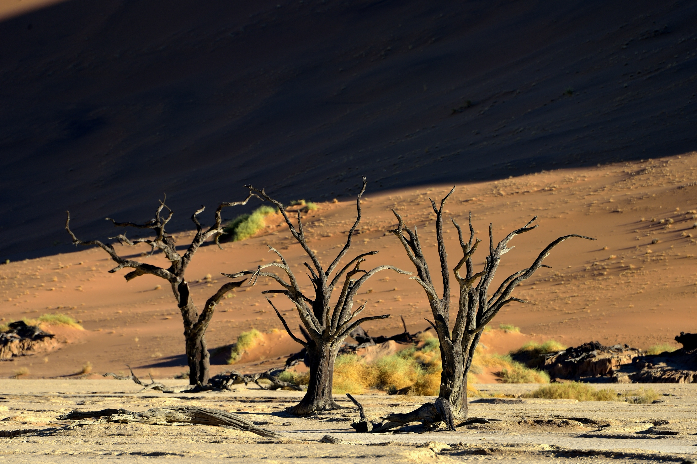 Deserto del Namib - Deadvlei