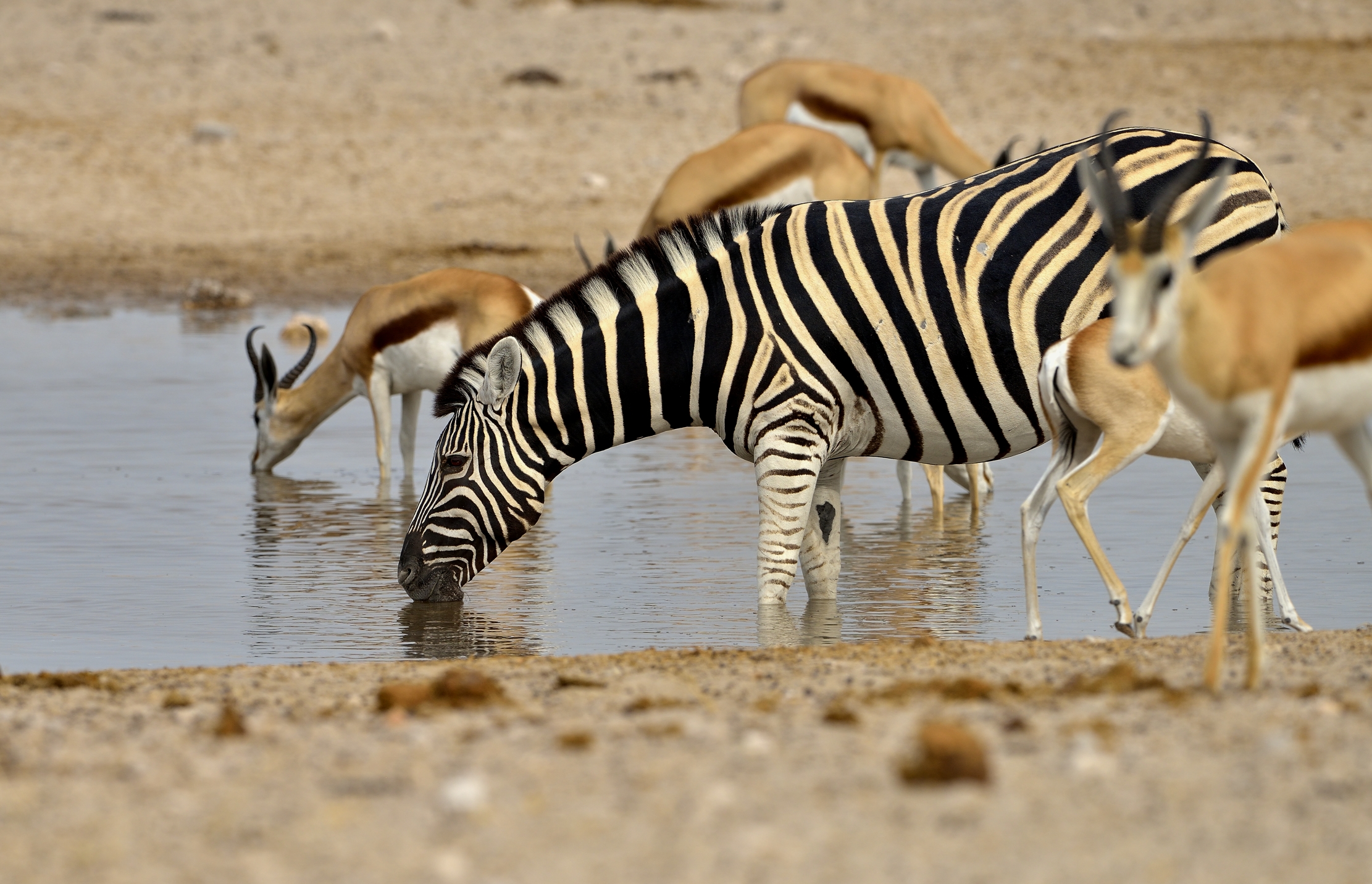 Etosha - Zebre e springbok