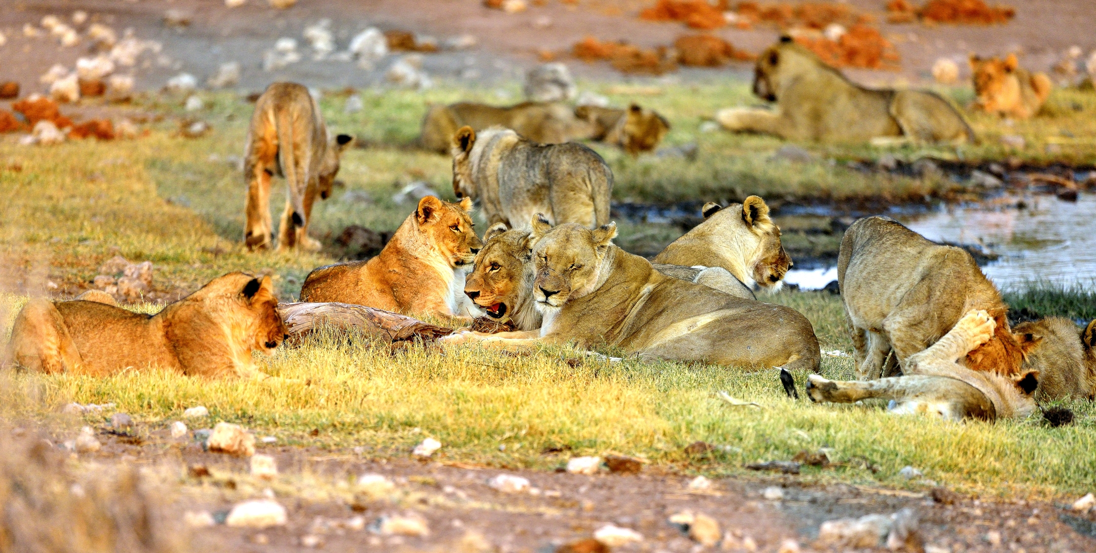 Etosha - Leoni