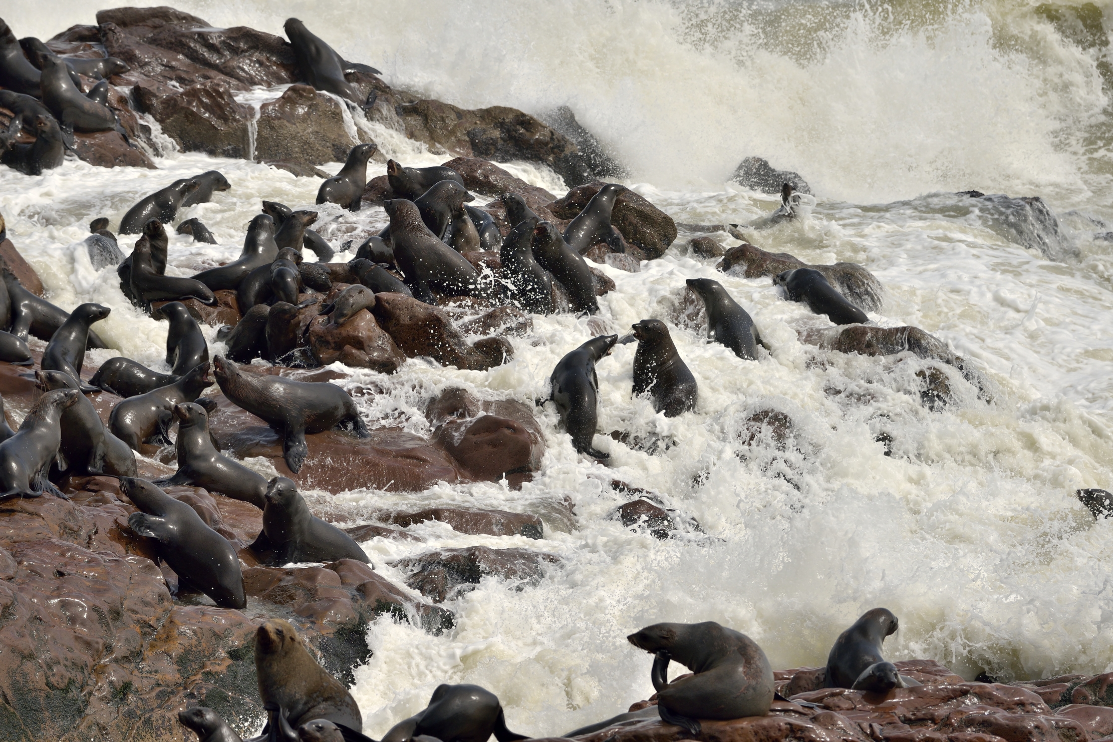 Skeleton coast - Colonia di Otarie