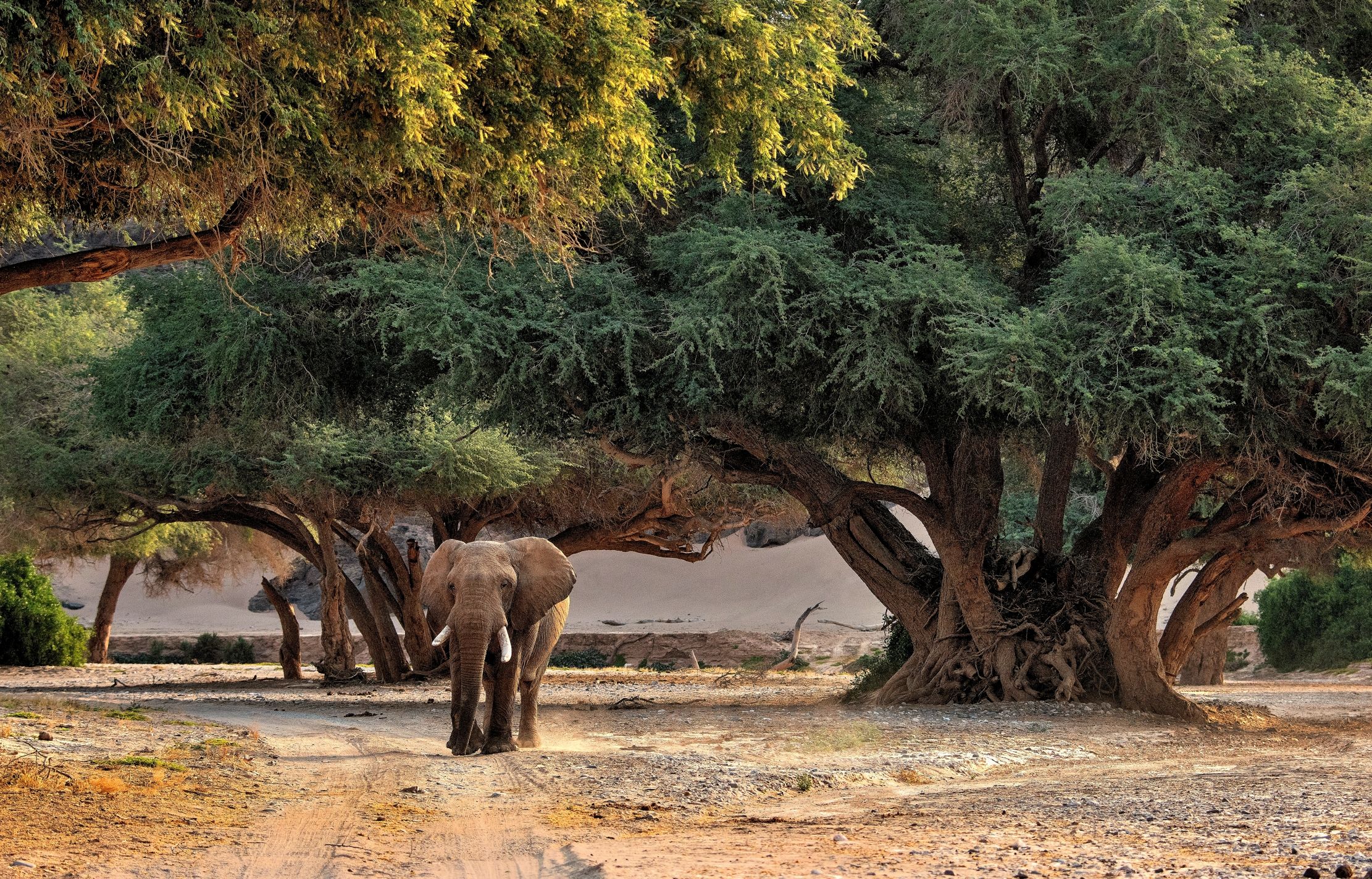 Deserto del Kaokoland - Elefante