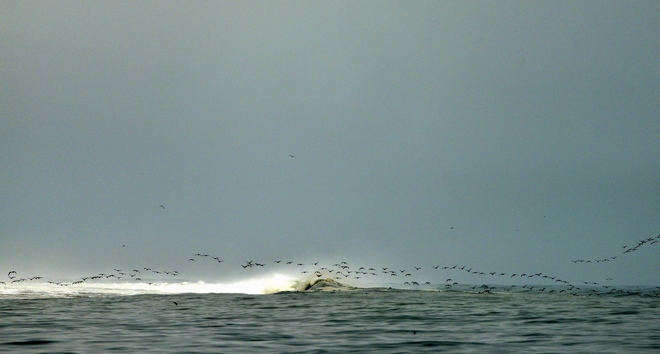 Skeleton Coast - Cormorani