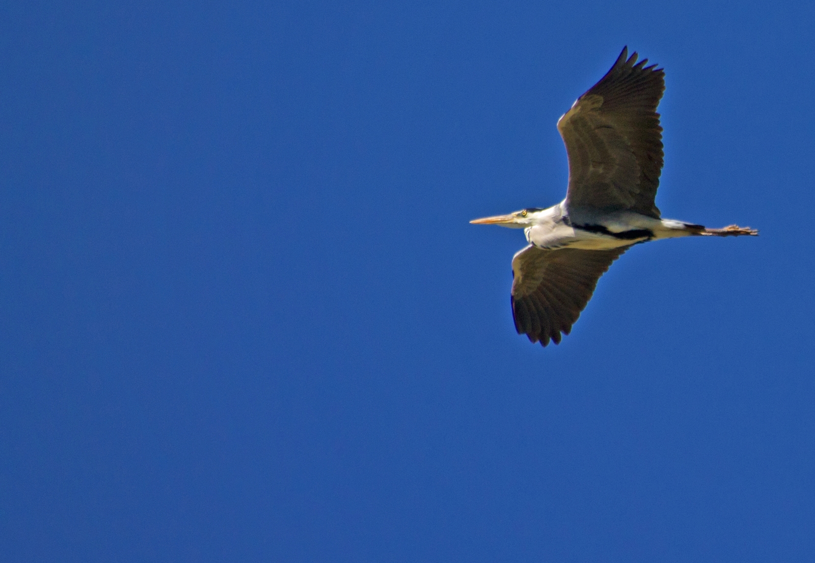 Airone Cenerino ad ali spiegate che va