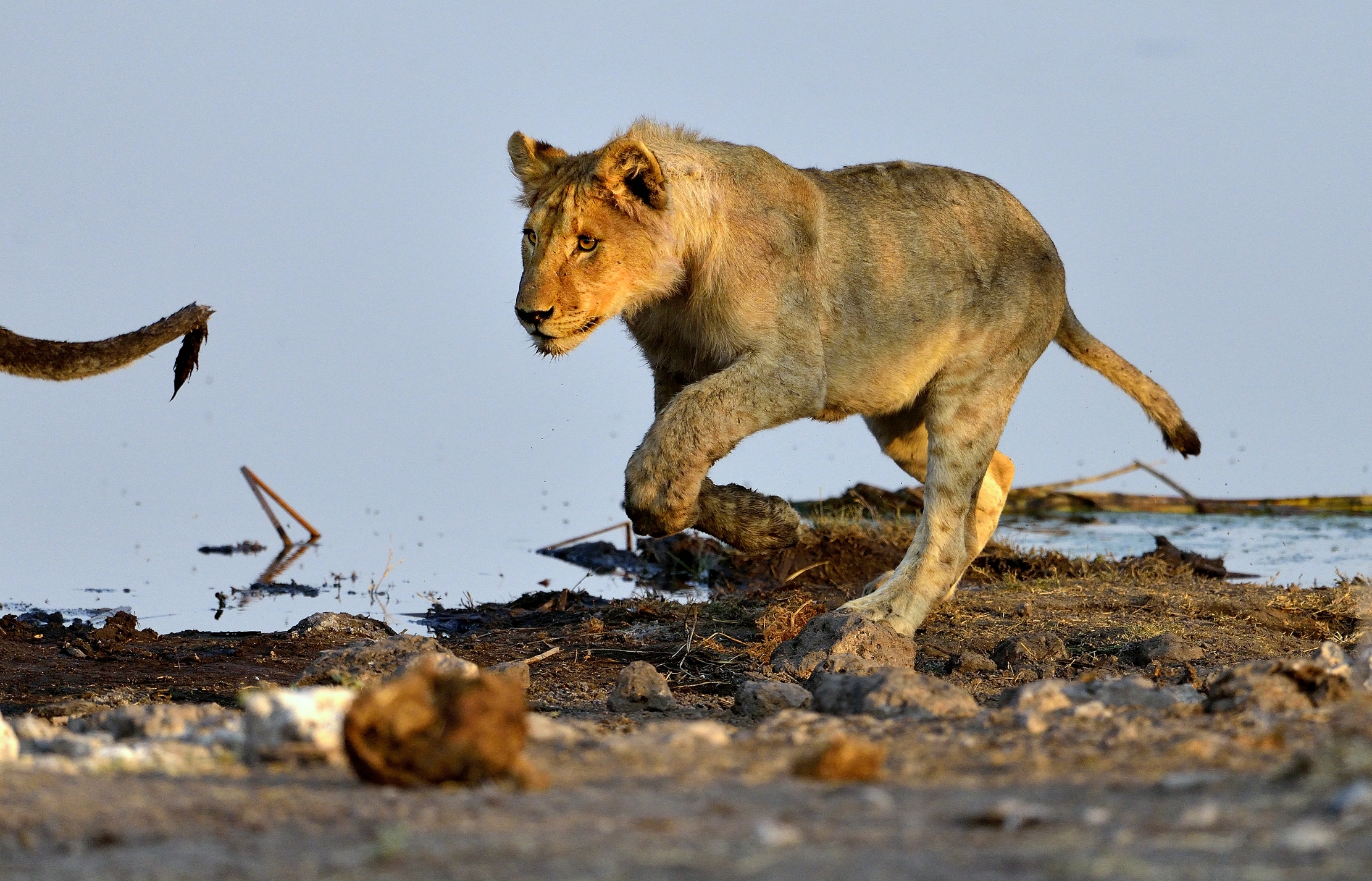 Etosha - ...quella coda....