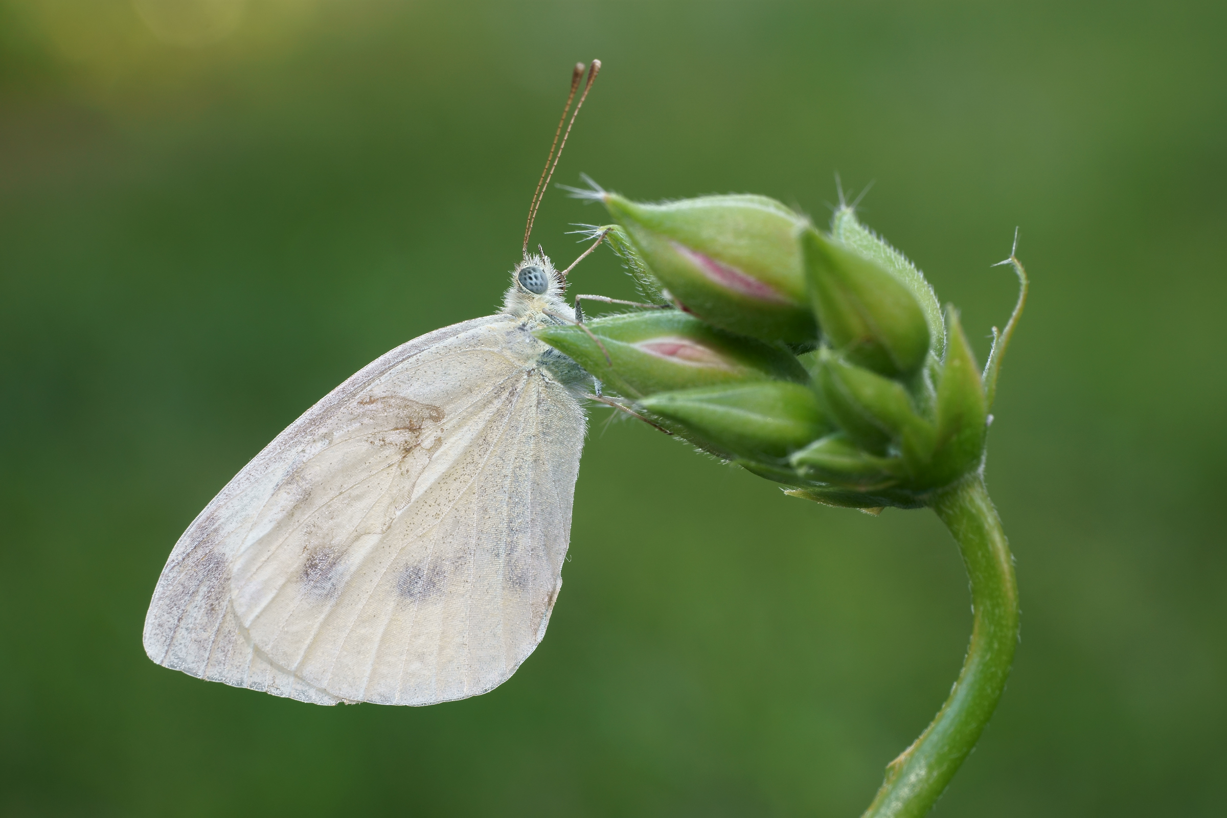 Prima Macro con Zeiss 50 Macro