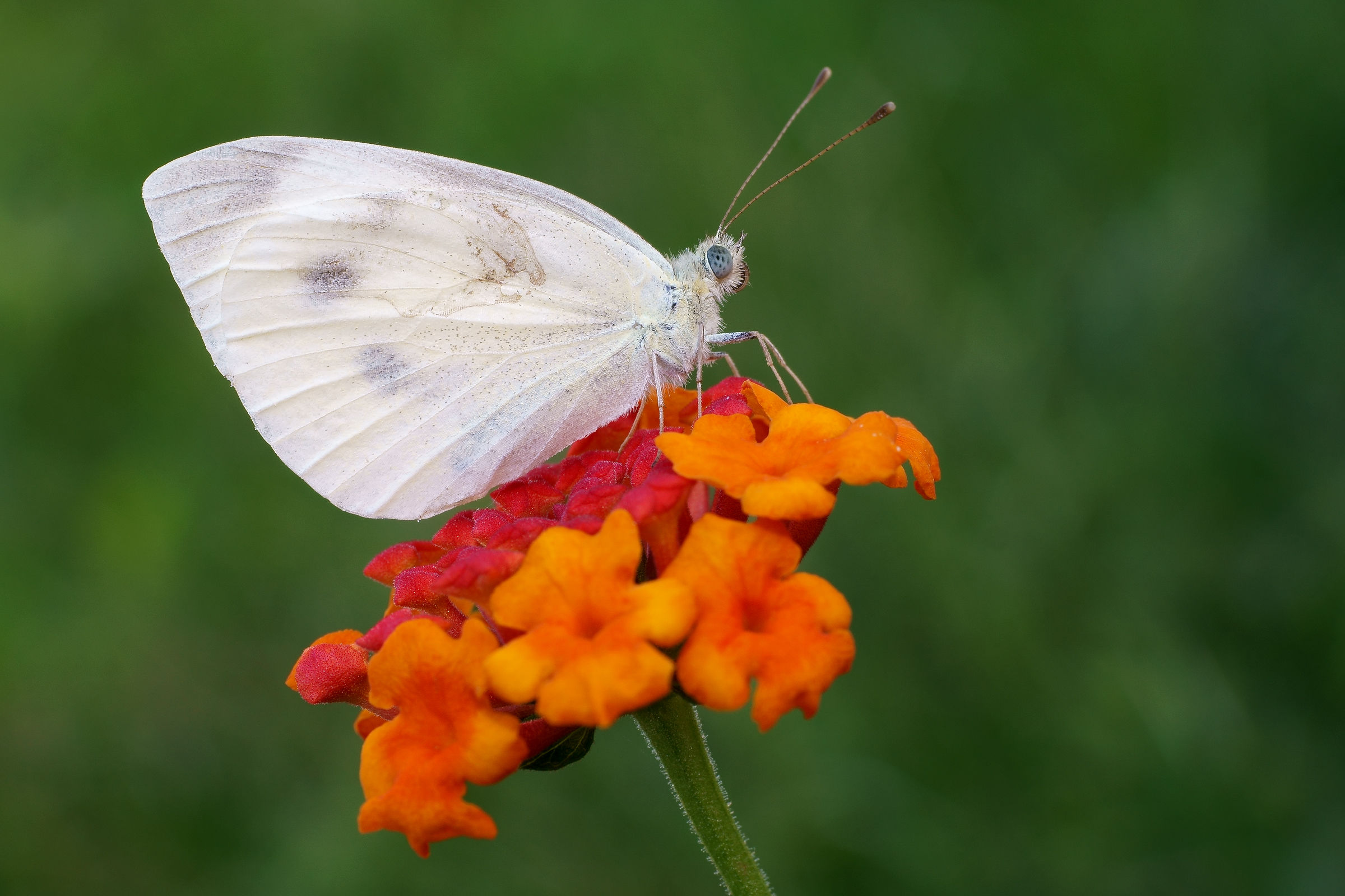Macro con Zeiss 50 Macro