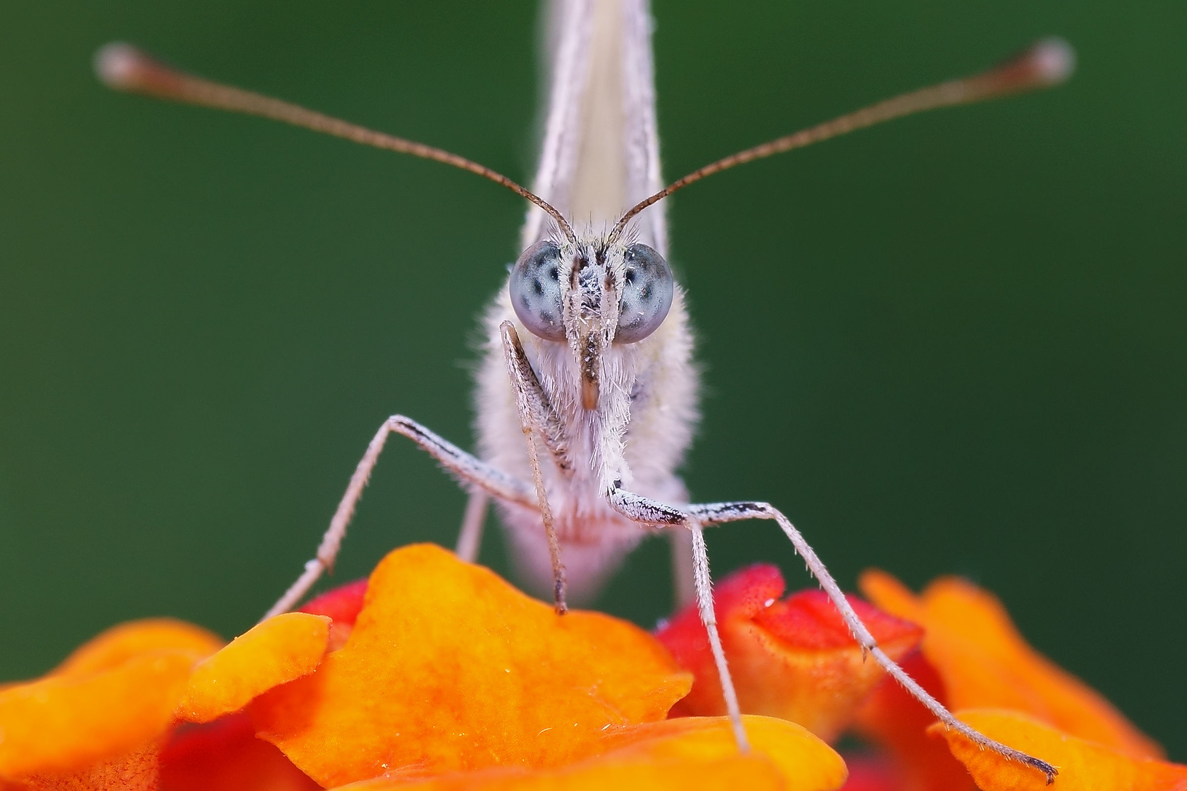 Macro con Zeiss 50 Macro