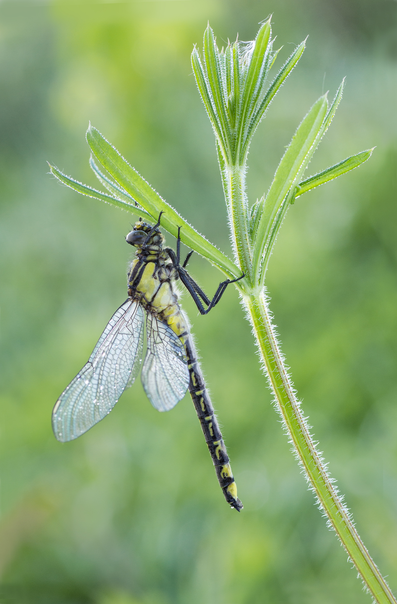 Gomphus vulgatissimus