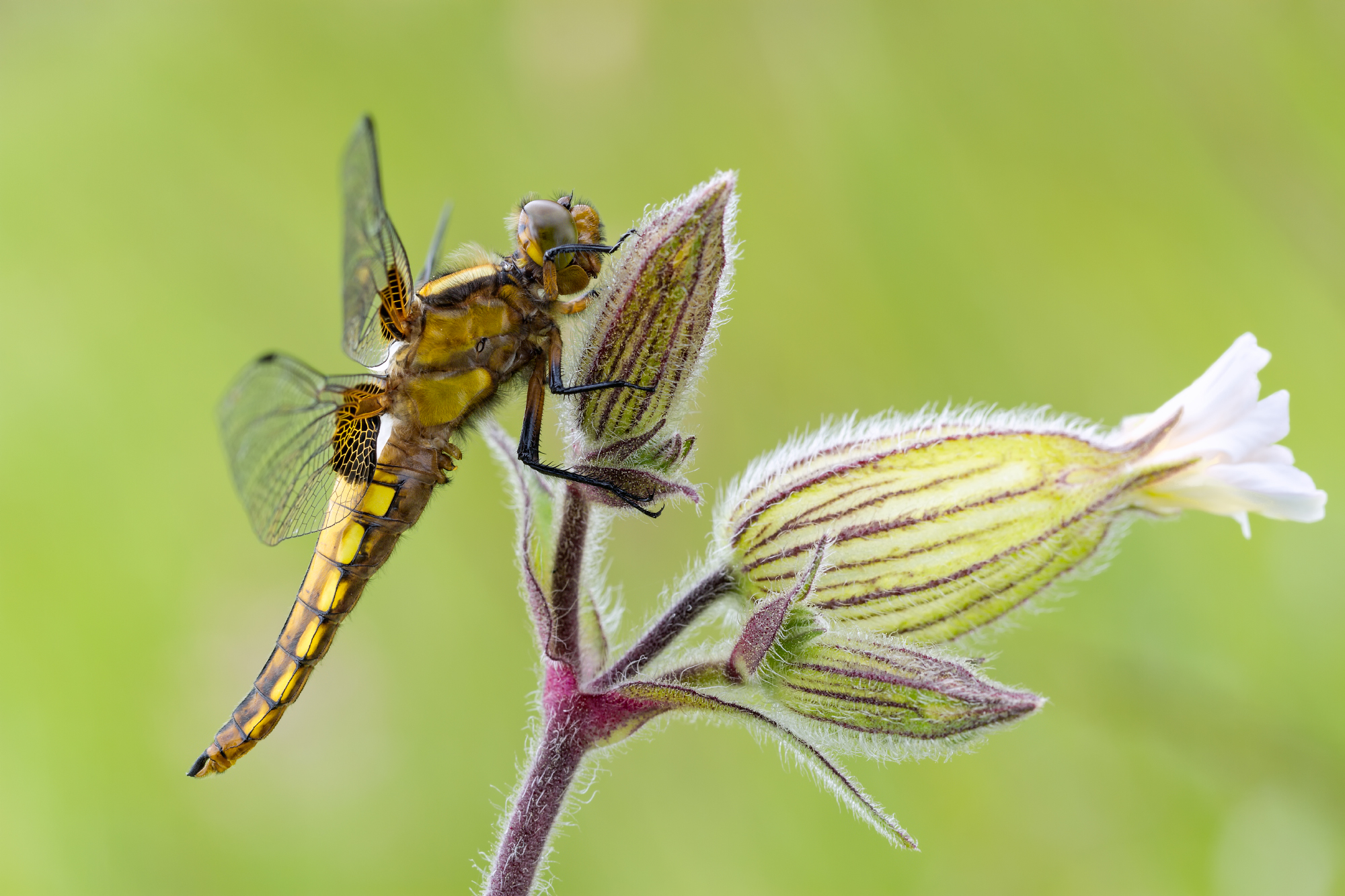 Libellula depressa