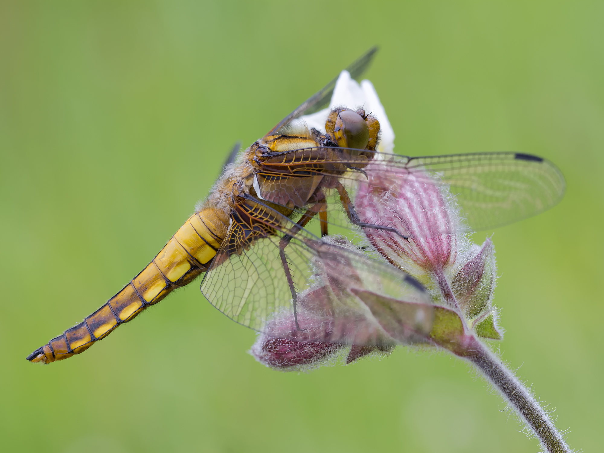 Libellula depressa II