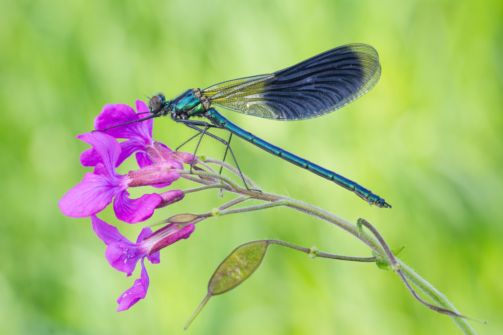 Calopteryx splendens