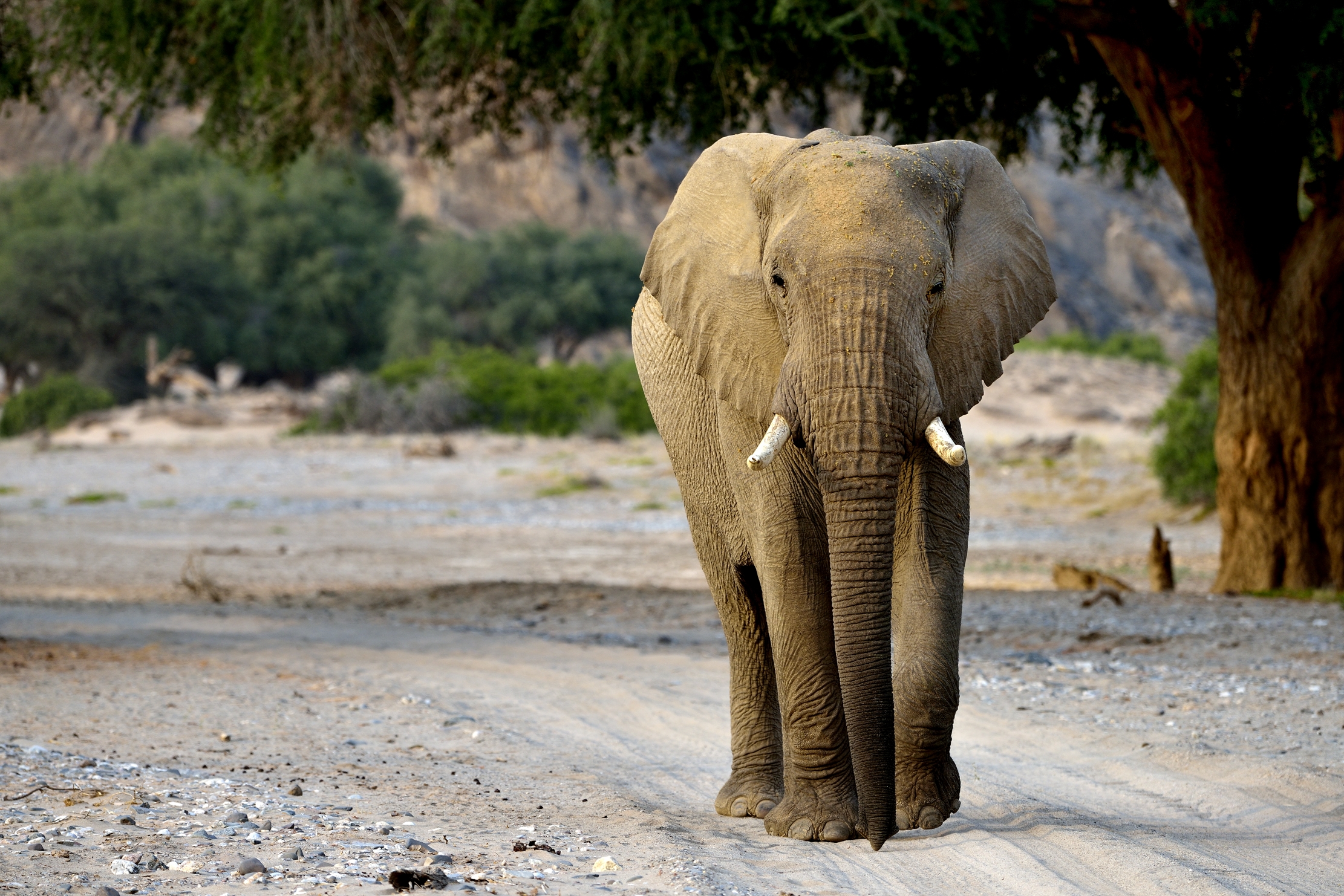 Deserto del Kaokoland - Elefante
