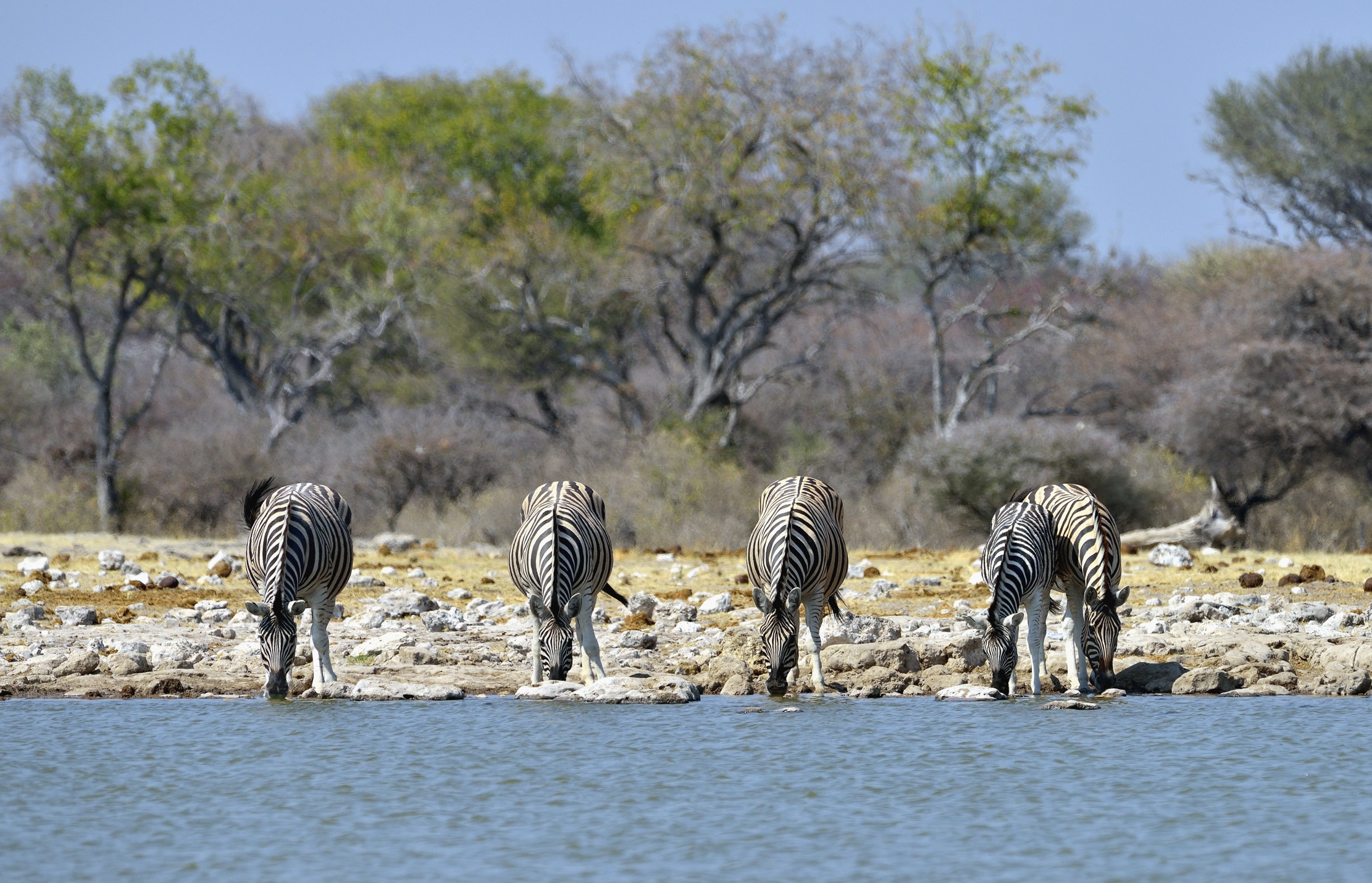 Etosha - Zebre