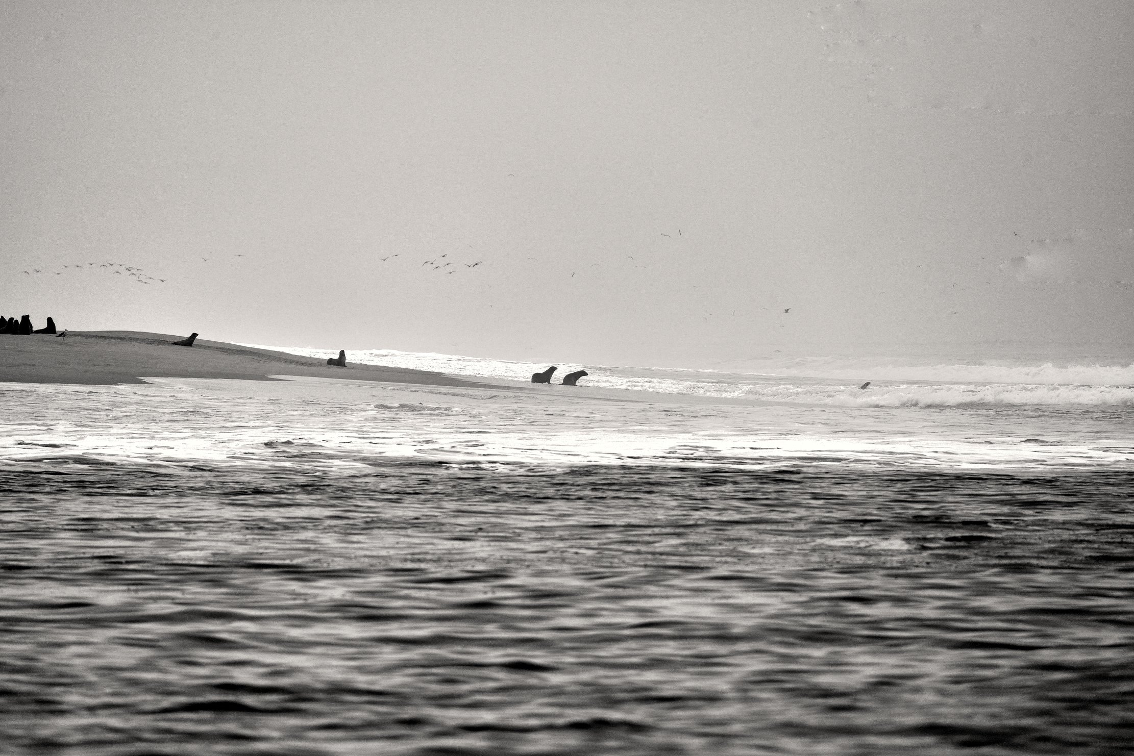 Skeleton coast - Colonia di Otarie
