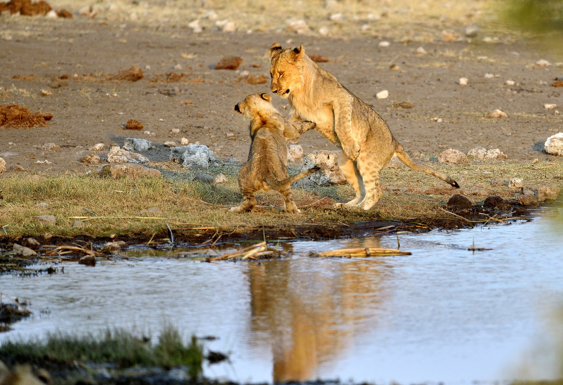 Etosha - Giovani leoni