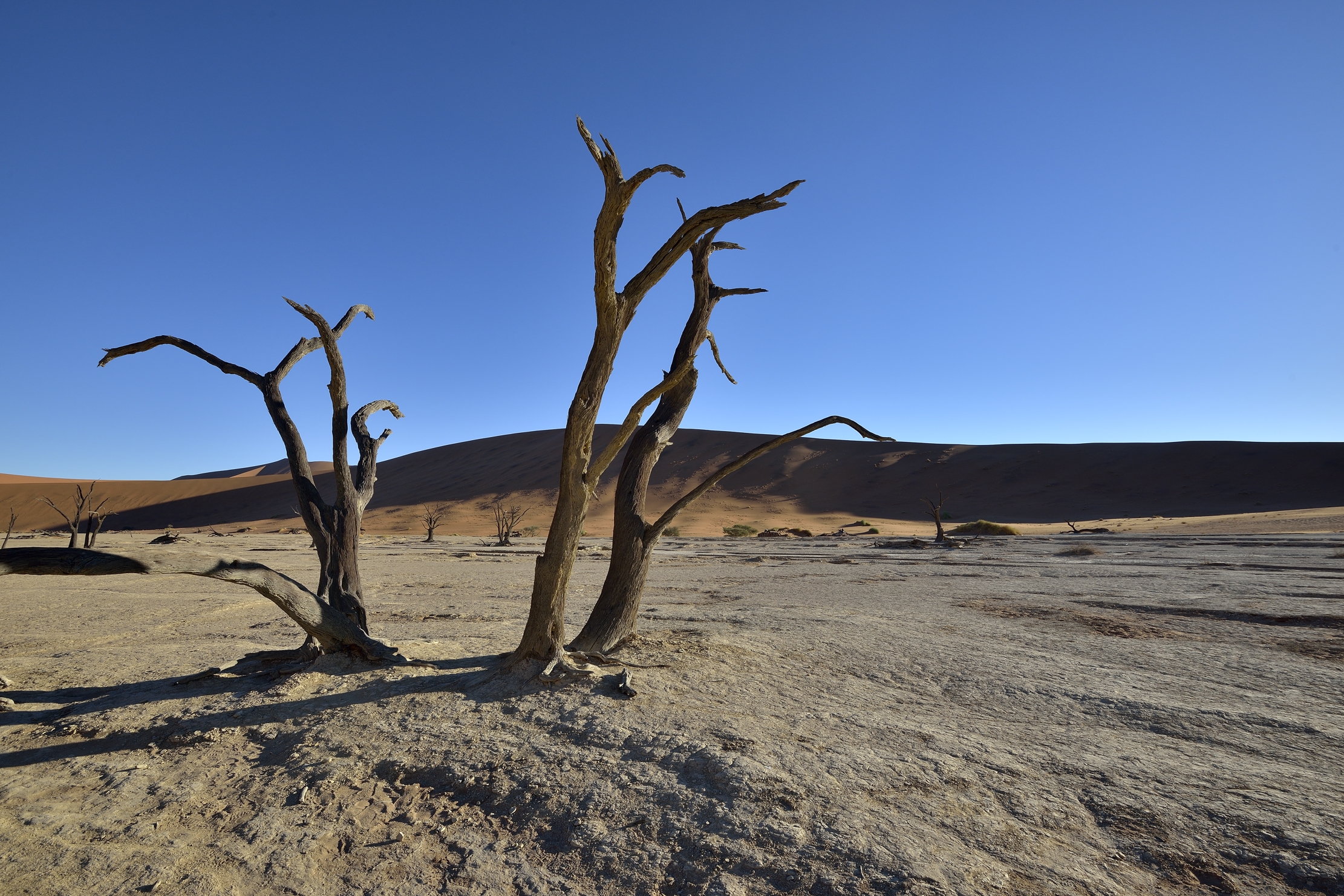 Deserto del Namib - Deadvlei