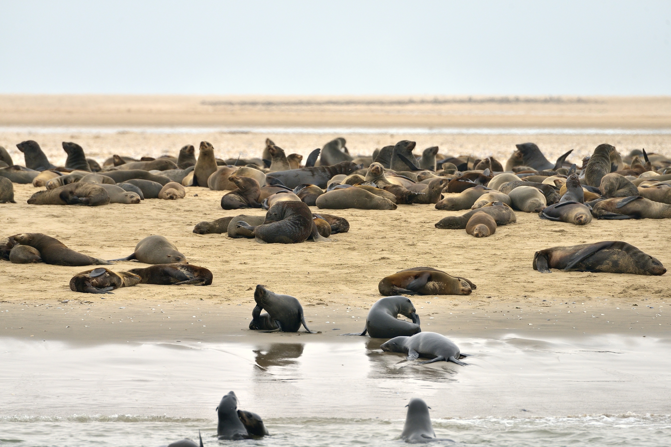 Skeleton coast - Colonia di Otarie dek Capo