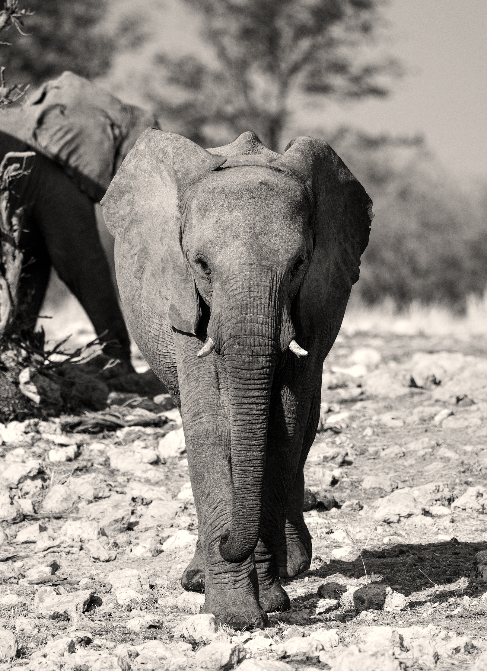 Etosha - Elefante