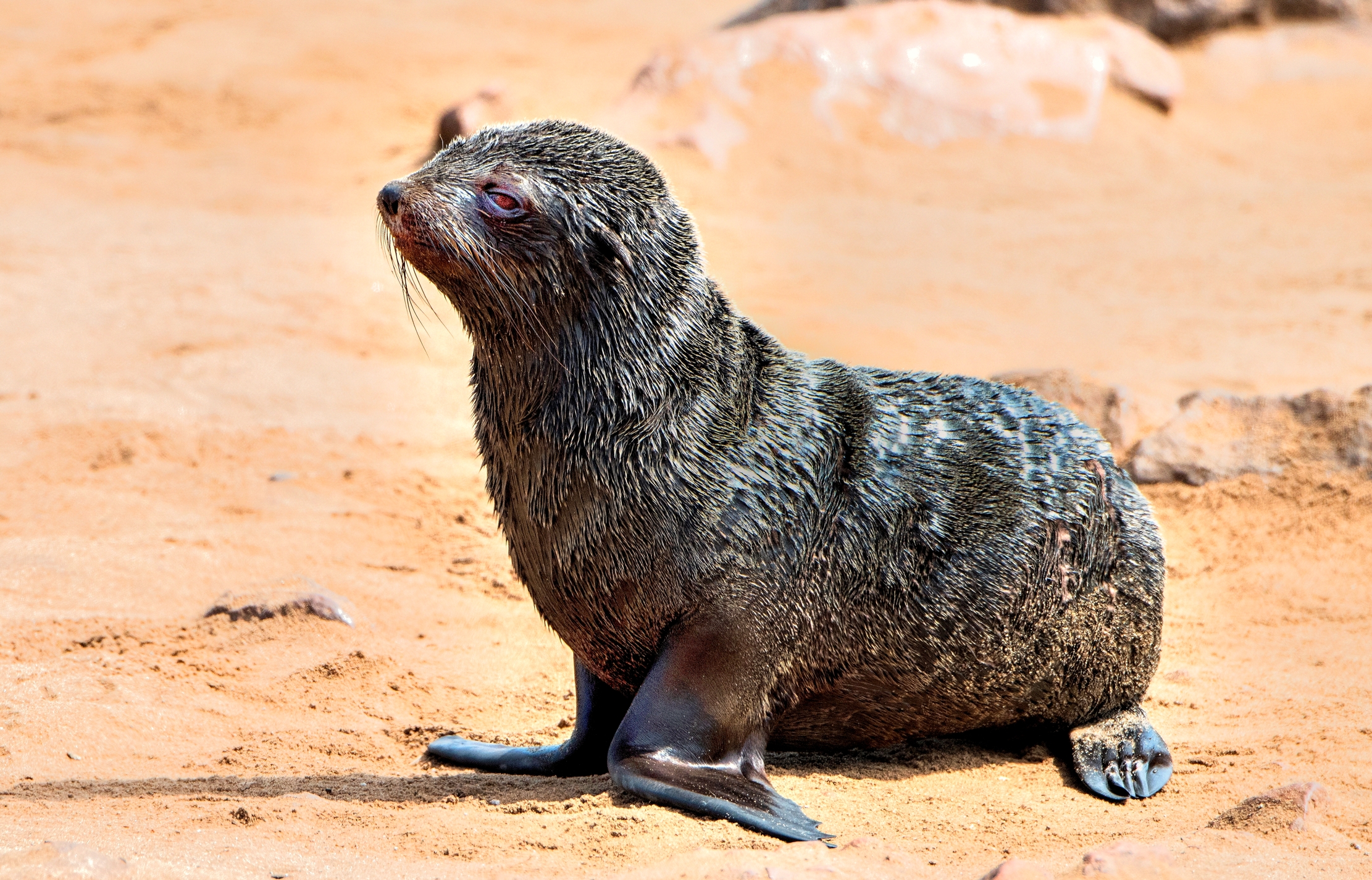 Skeleton Coast - Piccolo di Otaria del Capo