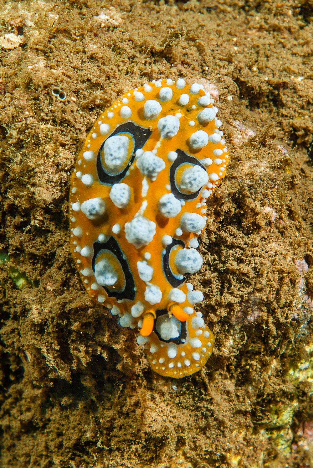 phyllidia ocellata
