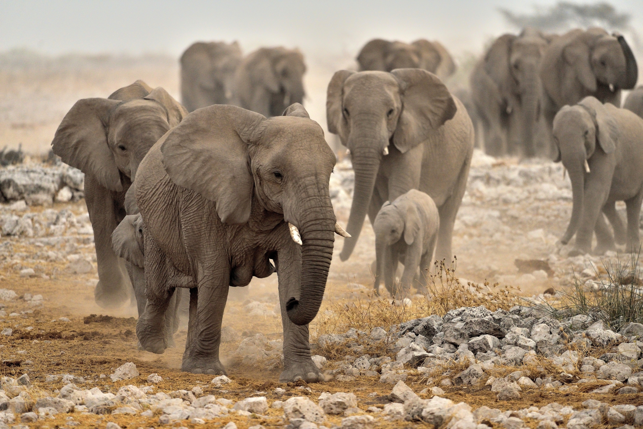 Etosha - Elefanti verso la pozza