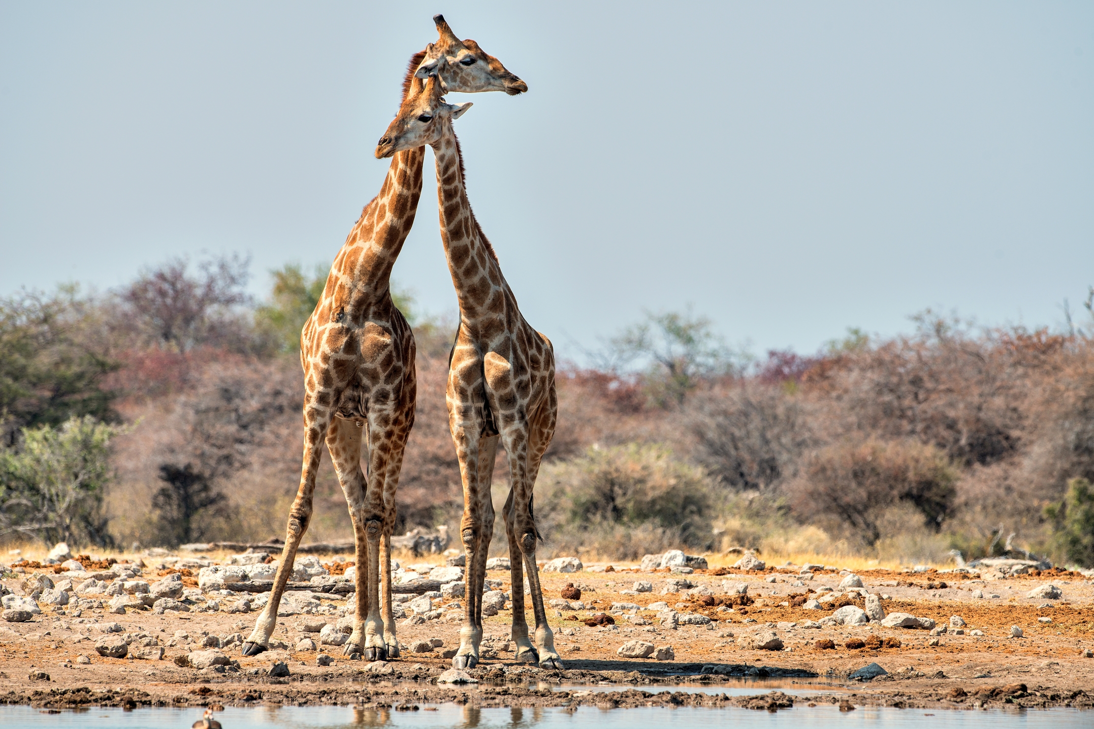 Etosha - Giraffe