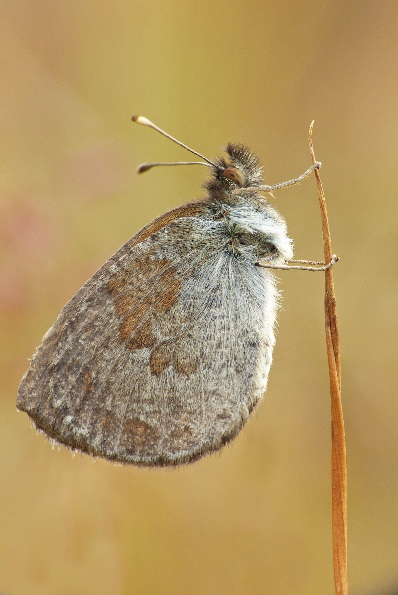 farfalla da identificare
