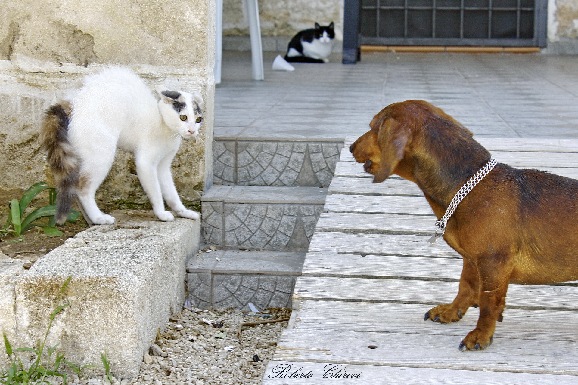 Litigate voi, io non c'ho voglia