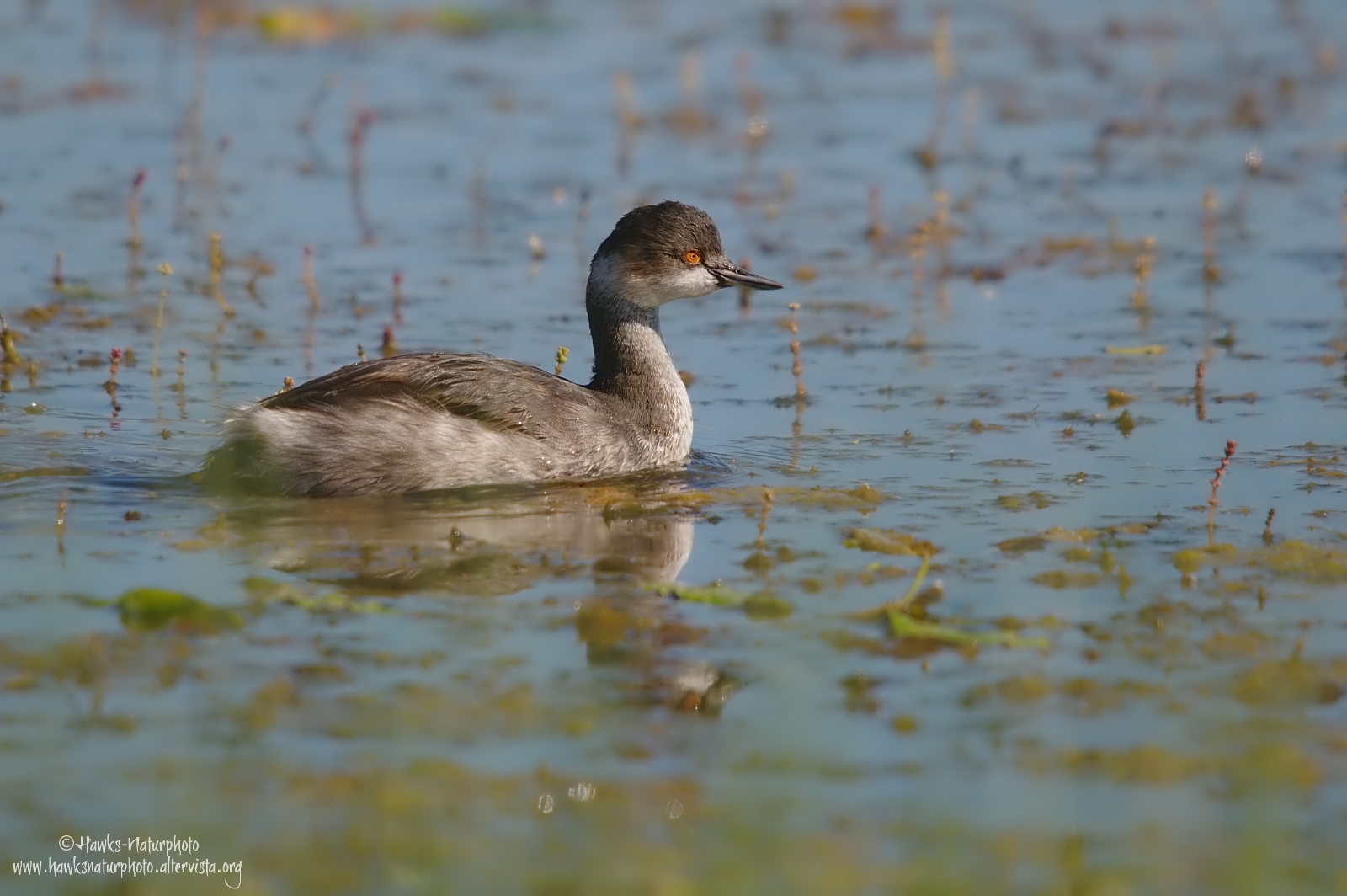 Black-necked Grebe