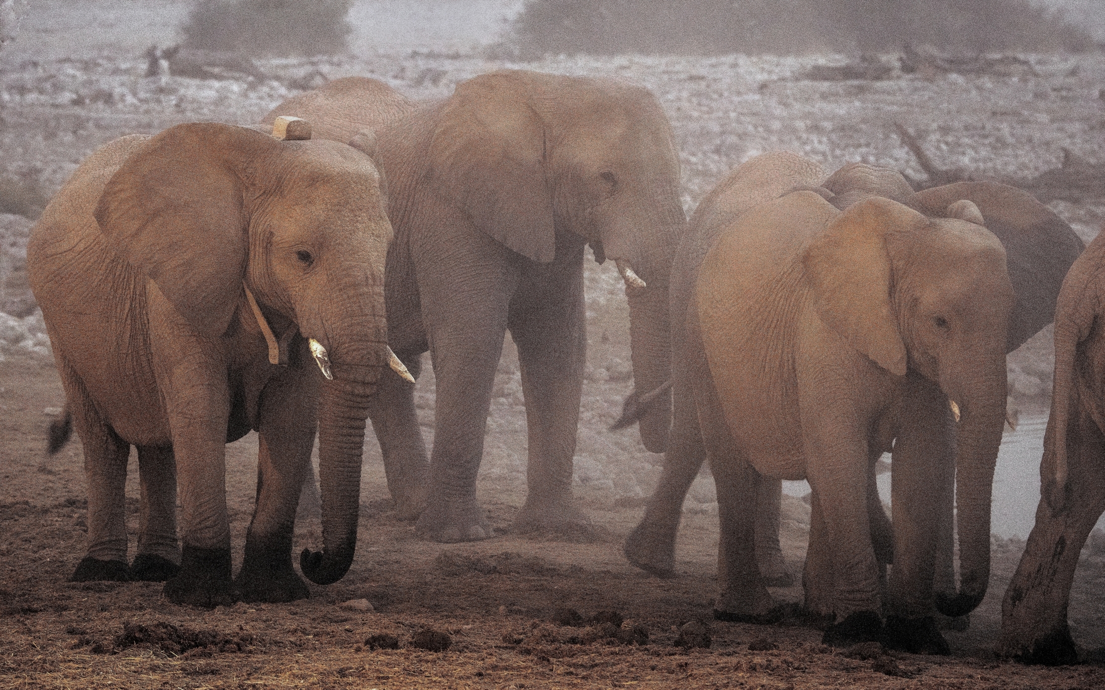 Etosha - Elefanti tra la polvere
