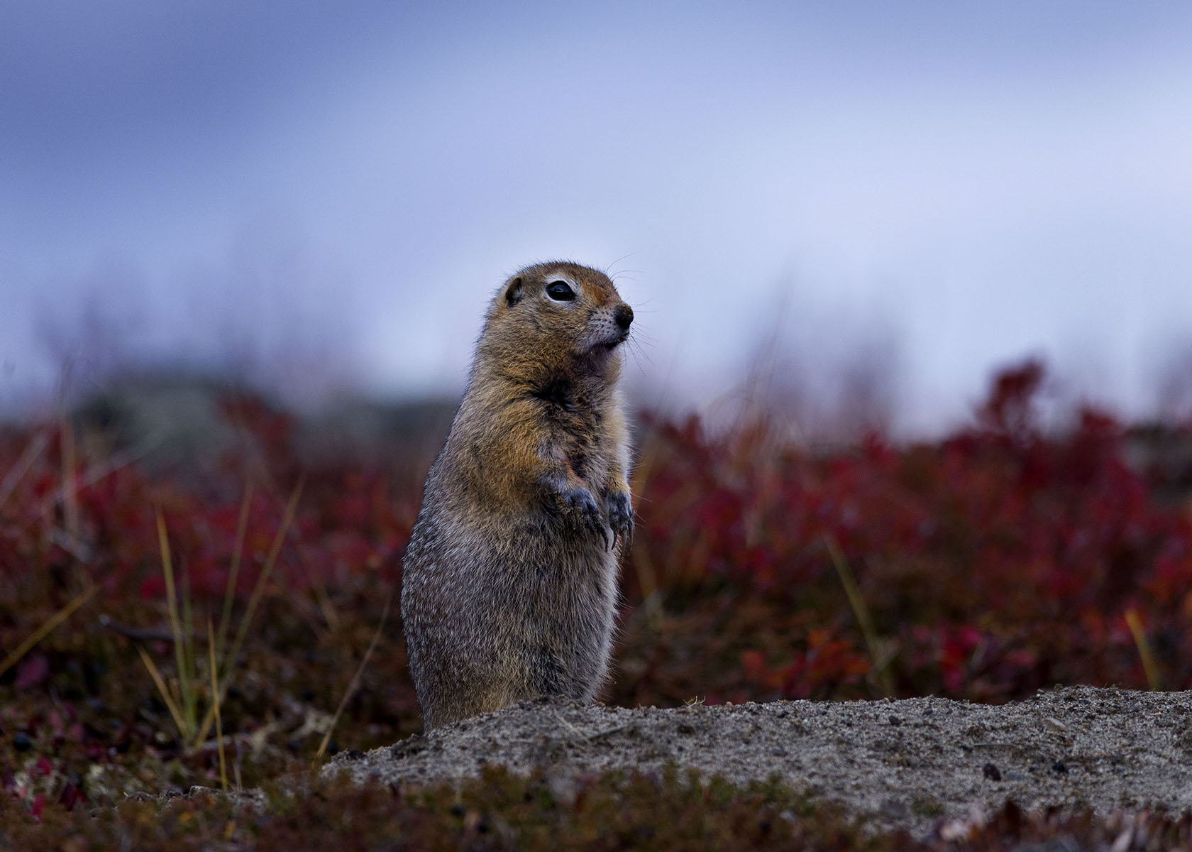 Scoiattolo di terra Artico _ Alaska