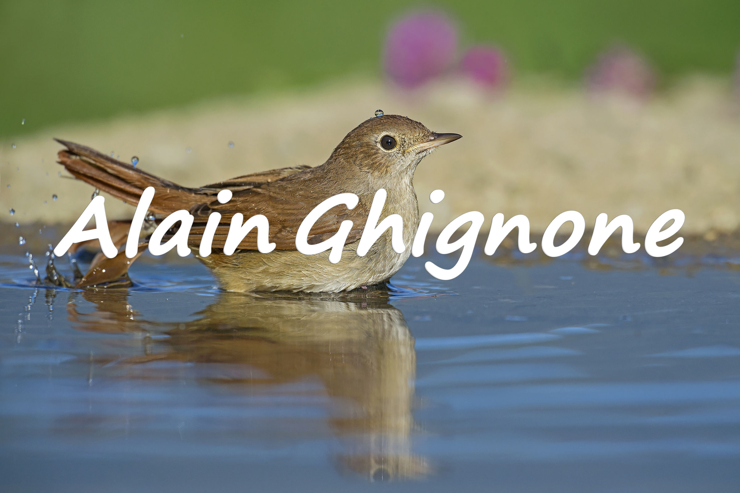 usignolo con una gocciolina in testa