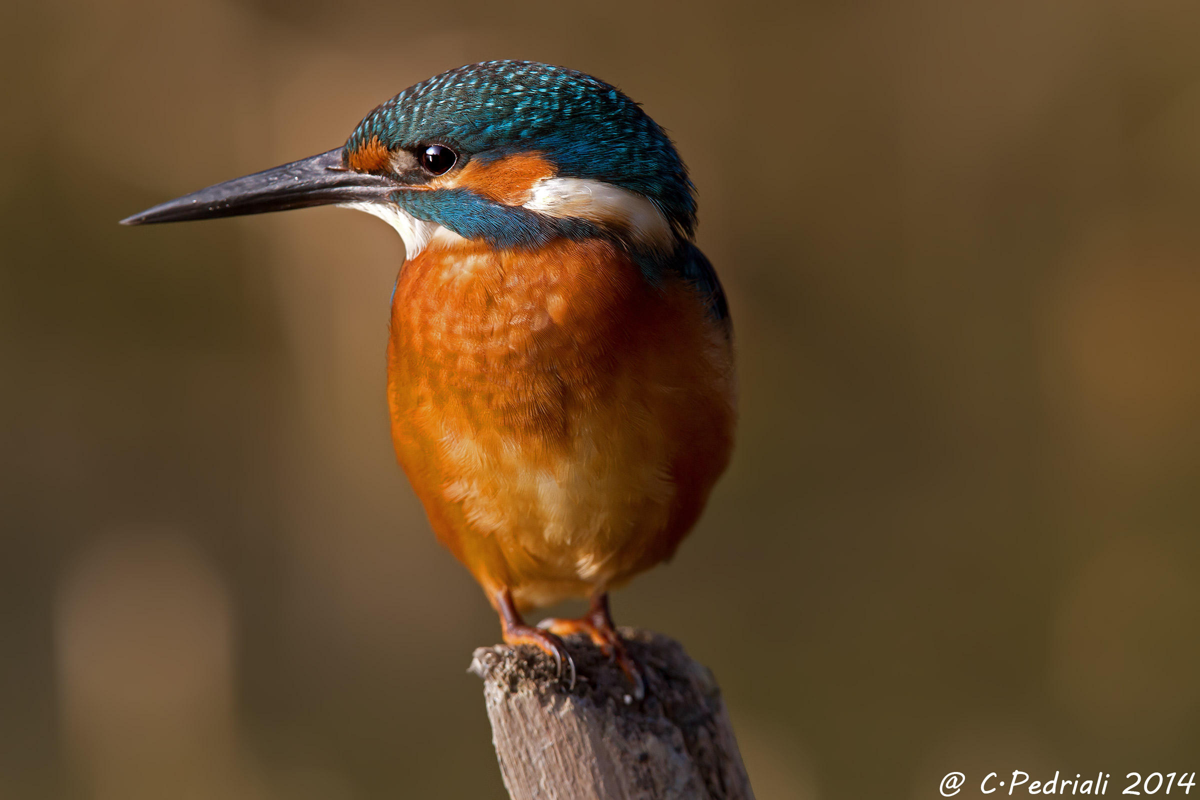 King Fisher