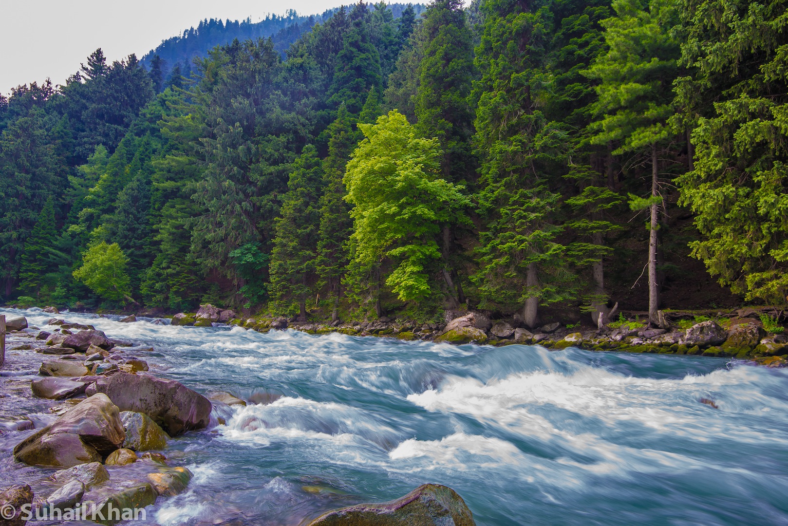 La trota torrente, Kashmir, India.