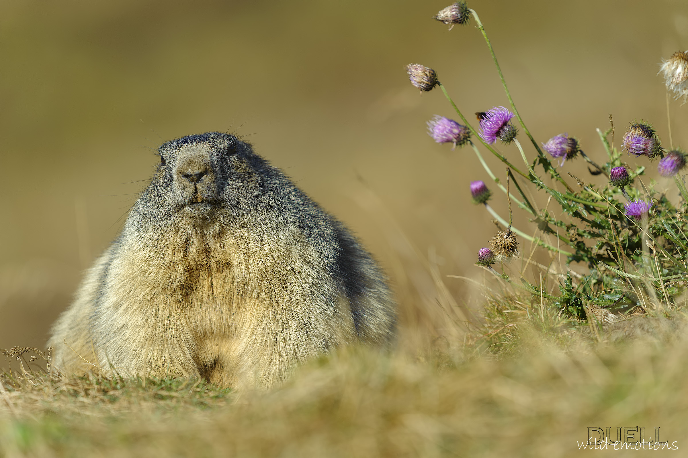 Ready for hibernation ...!